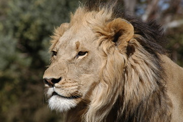 African Male Lion