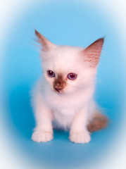 Fototapeta premium chaton Sacré de Birmanie sur fond bleu