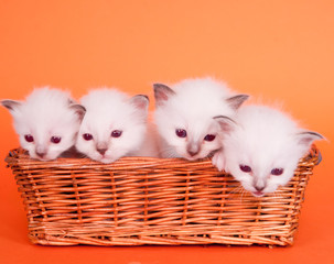 quatre chatons Sacré de Birmanie