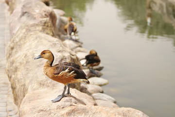 The Fulvous Whistling Duck on rock near a pond
