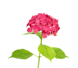 Hortensia