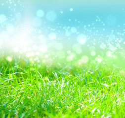 Fototapeta premium green grass