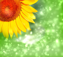 Obraz premium beautiful sunflowers outdoors