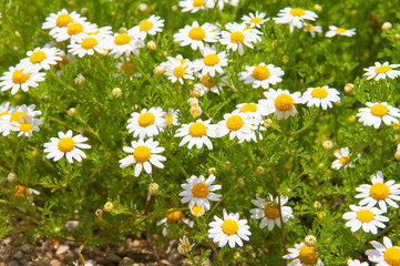 Field of beautiful white daisy wheels