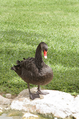 Fototapeta premium A beautiful Black swan