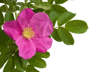 Kartoffelrose