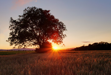 Fototapeta na wymiar Tree silhouette on field with grain