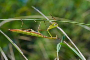 Mantis on grass-blade 7