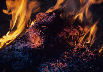 Epines de pin en feu