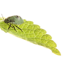 Grüne Stinkwanzen Larve auf Zitronenmelisse Blatt