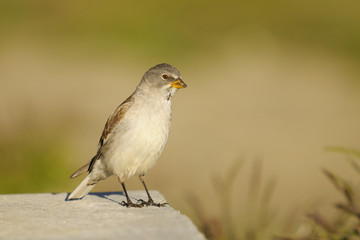 White-winged Snowfinch, or Snowfinch, Montifringilla nivalis