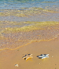 Seastar and Sunset Shade