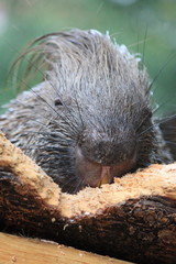 Stachelschwein