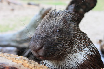 Stachelschwein