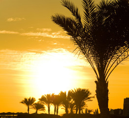 Obraz na płótnie Canvas Sea Palm Sunset