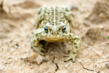 frog