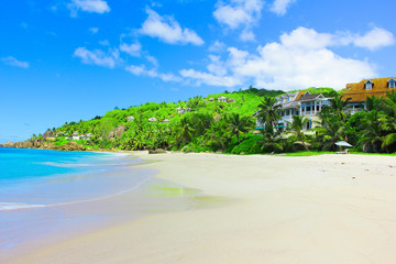 Jungle Tranquility Palms