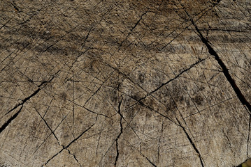 stump