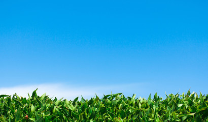 Green Leaves