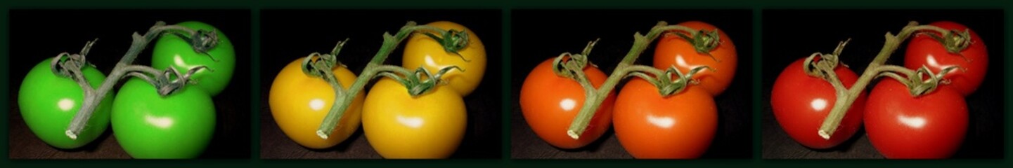 Tomaten in verschiedenen Reifestadien