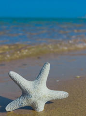 Fototapeta na wymiar Starfish Stranded on a Beach