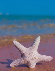 Fototapeta na wymiar Beautiful Sea Stars Outdoor