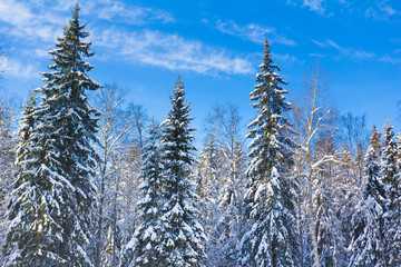 Beautiful Winter Landscape with snow covered trees