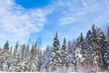 Fototapeta na wymiar Winter trees