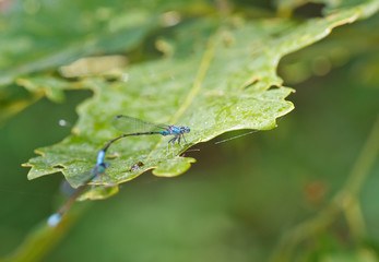 Blue Dragonfly on a Green Leaf