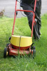 Fototapeta premium Tondeuse