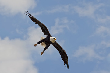 bald eagle