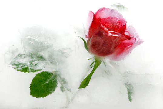 Frozen