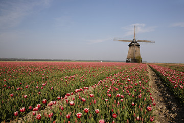 Champs de tulipes et moulin en hollande