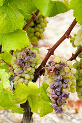 white grape in Sauternes Region, Aquitaine, France