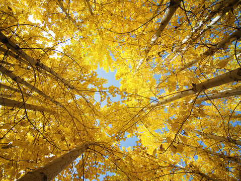 Fall Aspen Trees