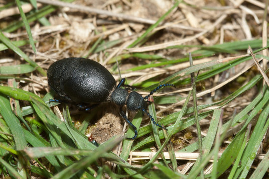 Lederlaufk&auml;fer