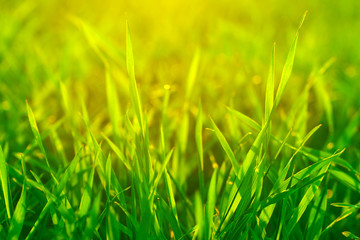 Fototapeta premium Bright vibrant green grass close-up
