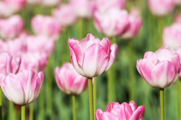 Beautiful pink tulips closeup