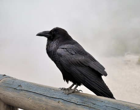 big black raven