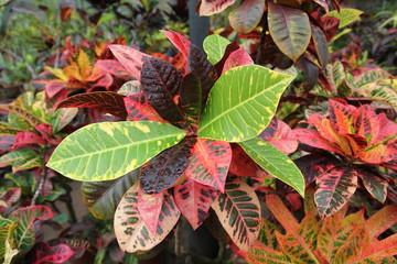 кодиеум © otk1986