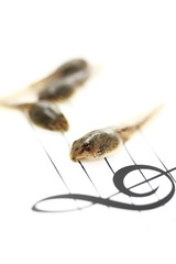 五線譜上のオタマジャクシ