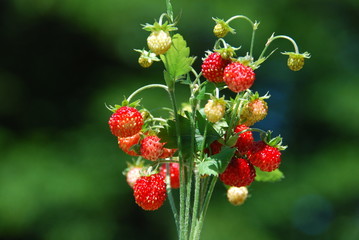 Bunch of wild strawberries