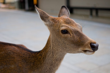 deer　奈良公園の鹿