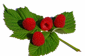 Himbeeren