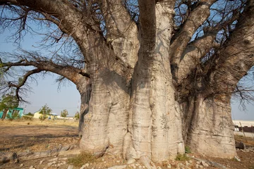 Crédence en verre imprimé Baobab Baobab