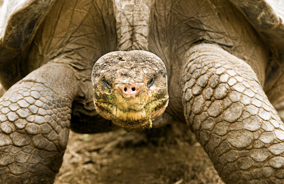 Giant Tortoise Frontal Image
