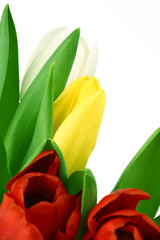 colorful tulips