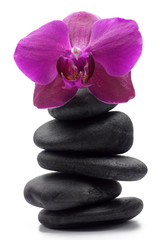 Fototapeta na wymiar orchidea na kamiennej kolumnie