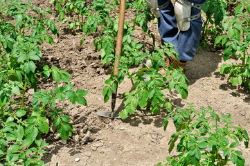 Vegetable garden under cultivation