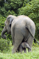 Fototapeta premium Mother elephant and baby